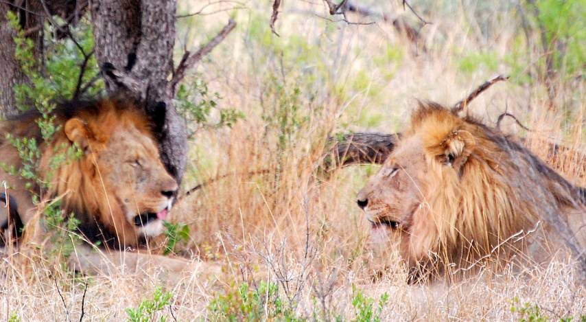 Lions at Madikwe Safari Lodge in South Africa