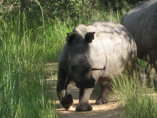 andBeyond Translocates Six Rhino from Phinda to Botswana