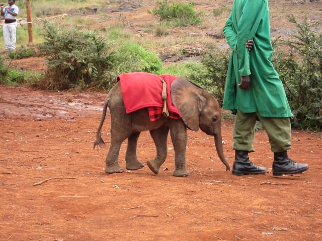 Orphaned Baby Elephant with his Keeper