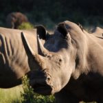 Rhinos in Pilanesberg National Park, South Africa