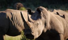 Travel Deals: South Africa on Sale with Lion World Tours
