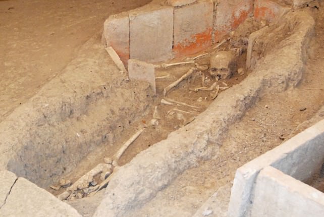 Viminacium Excavated Bones