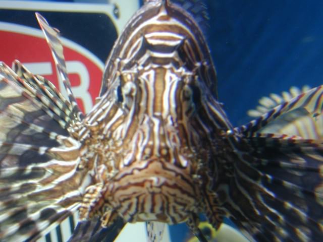 Picture of a Lion Fish (Pterois), the Dorsal spines on this Fish Contain the Poison