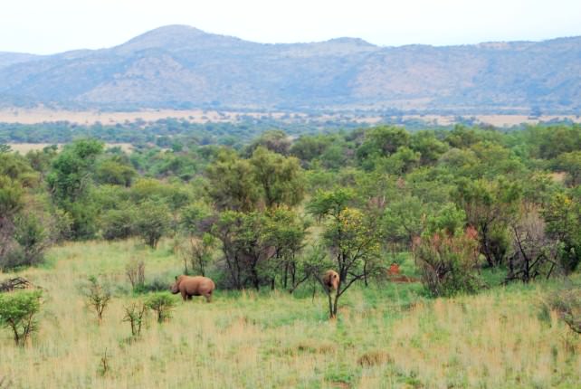 Rhino in Pilanesberg National Park