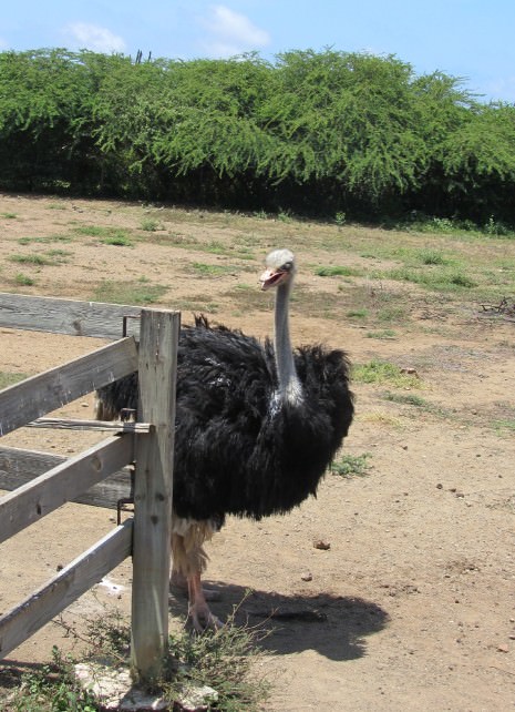 Travel Tip: Curacao Ostrich Farm - This Place Is For The Birds! 