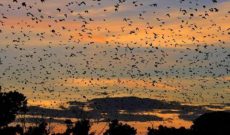 Travel Deals: Halloween Brings Bevies of Bats to Zambian Skies