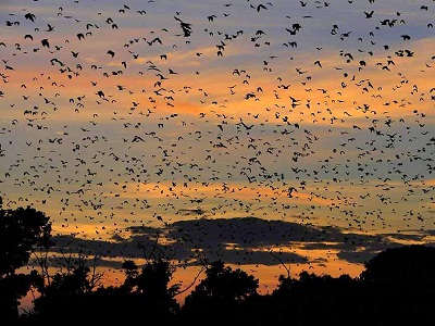 Zambian Bats