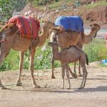 Insight Vacations Review – Treasures of Spain, Portugal & Morocco – Marrakesh & Ourika Valley