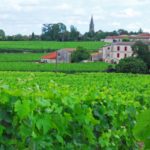Saint Emilion Vineyards