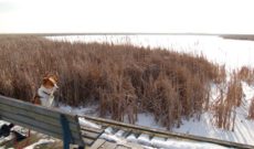 Travel Ontario, Canada: A Winter Visit To Point Pelee