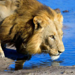 Travel Deal: Lion World Tours Luxury Botswana Safari