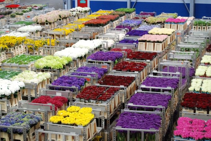 Aalsmeer Flower Market