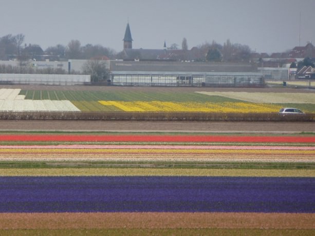 Tulip Time in Holland