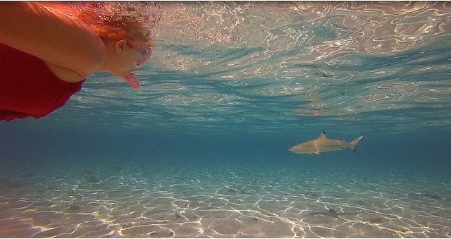 Snorkeling With Sharks in Bora Bora