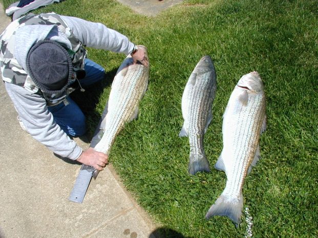 Fishing for Rock Fish in Chesapeake Bay