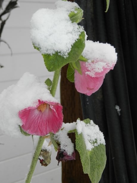 Pink flowers under snow. Photo courtesy of Abigail’s B&B.