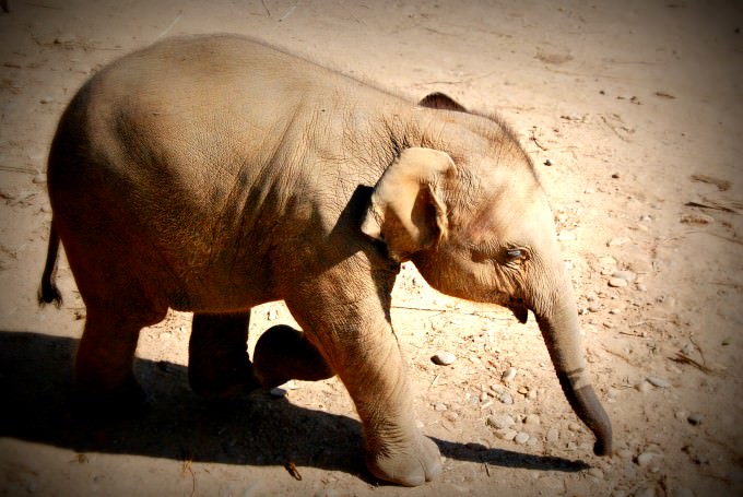 Baby Elephant at Elephant Nature Park in Northern Thailand
