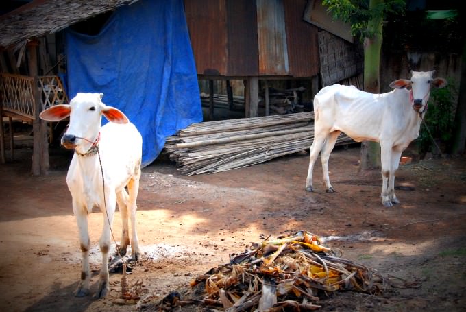 Cows in Cambodia - Uniworld Mekong Cruise