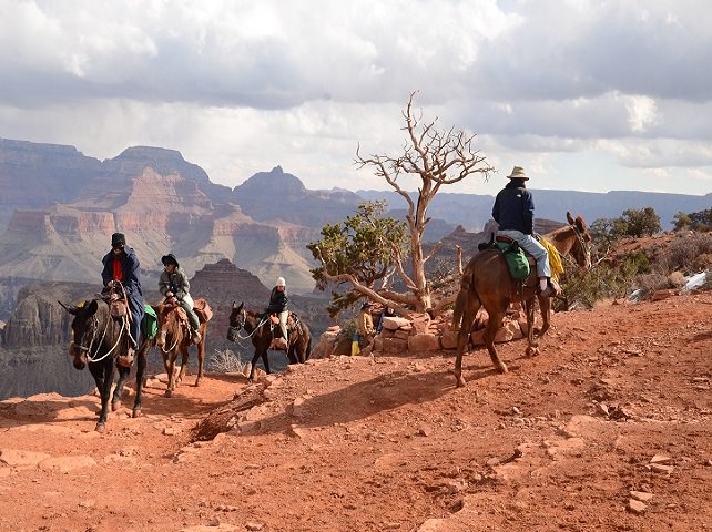 Donkey caravan in the Grand Canyon
