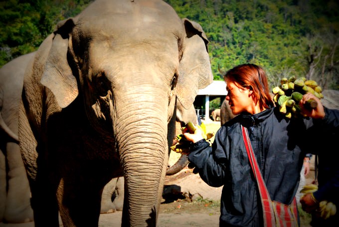 Elephant and Mahout at Elephant Nature Park
