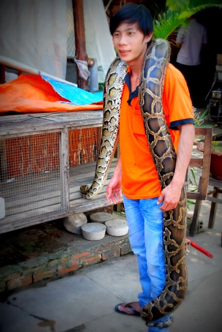 Python in Cai Be, Vietnam