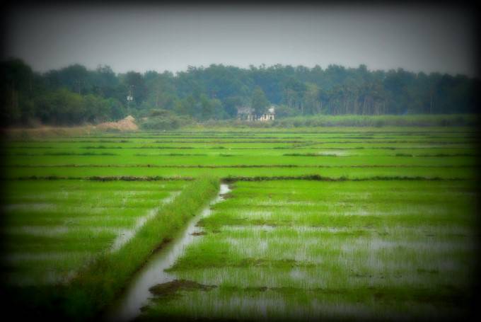 Rice Paddies in Vietnam's Mekong Delta