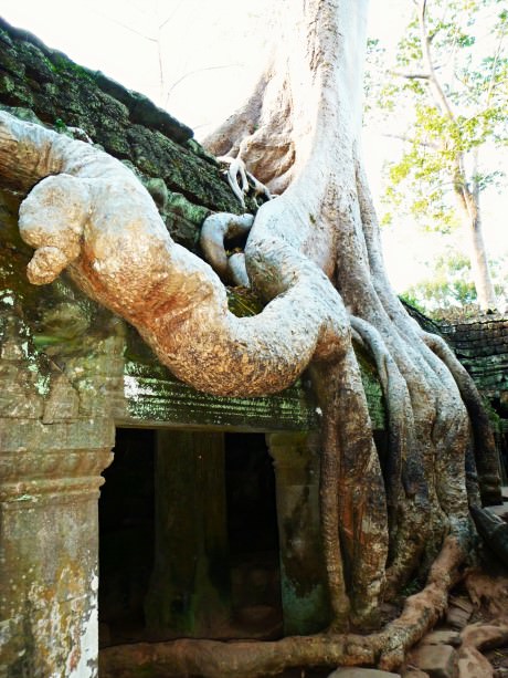 Ta Prohm was a location for the movie Tomb Raider