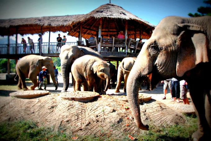 Viewing Platform at Elephant Nature Park