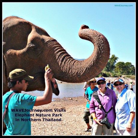 Travel Thailand: WAVEJourney's Elephant Nature Park Adventure