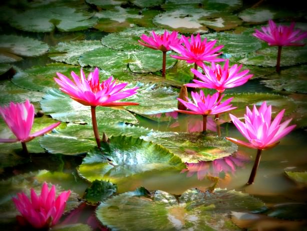 Water Lilies in Cai Be, Vietnam