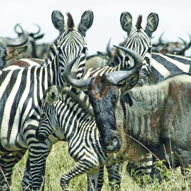 Wildebeest & zebra, Masai Mara, Kenya. Photo courtesy of Acacia Africa.