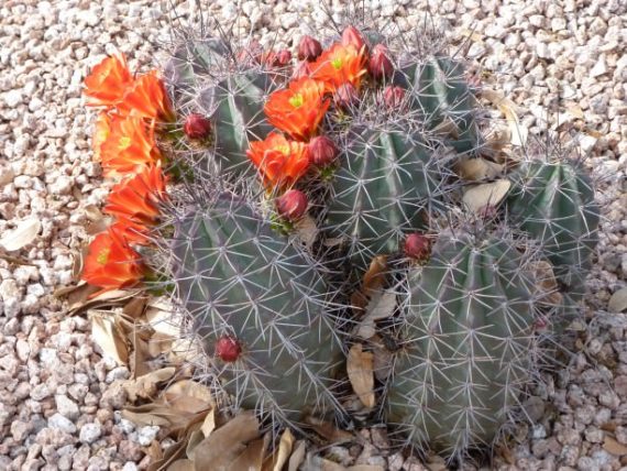 Blooming Cactus in Arizona