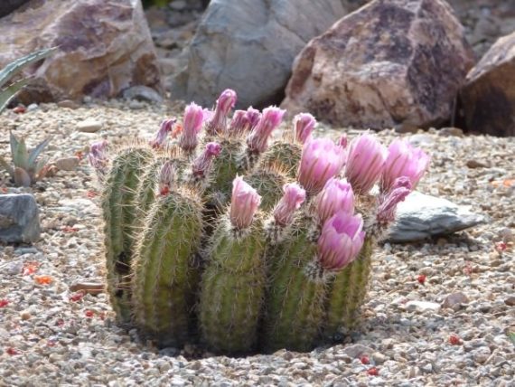 Blooming Cactus in Arizona