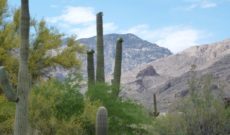 Epic Southwest USA Road Trip – Day 13: Around Tucson, Arizona