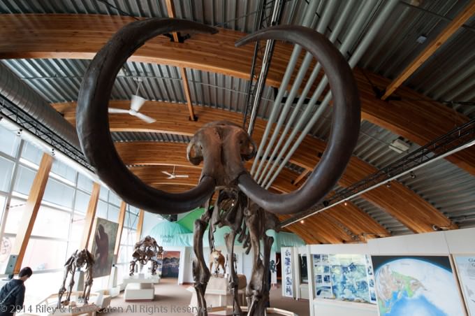 Woolly Mammoth at Beringia Interpretive Centre