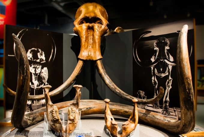The Best Museum in Fairbanks - The University of Alaska Museum of the North.