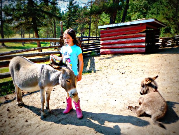 Jada with Hills Miniature Donkeys