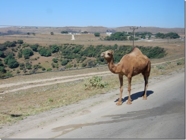 Camel on the road in Oman
