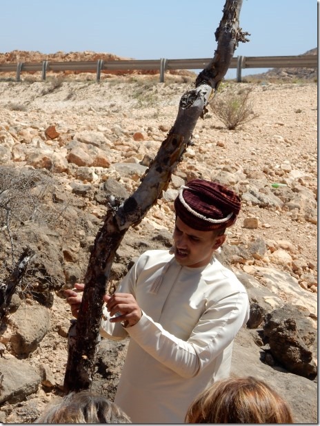 Guide Mohammed shows us a frankincense tree
