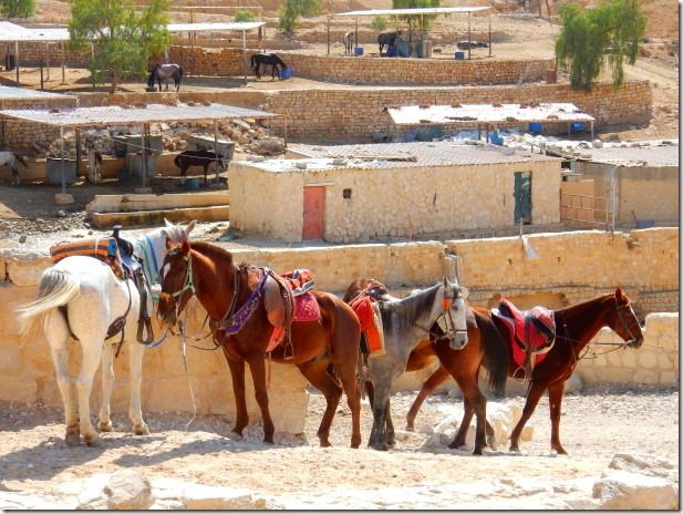 Ponies at Petra