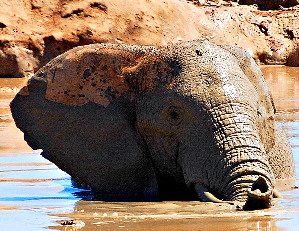 Elephant Playing in a Mud Hole