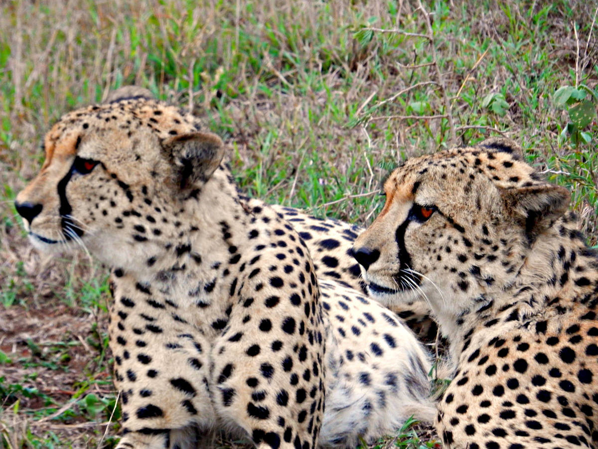 Phinda Game Reserve - Cheetah Brothers