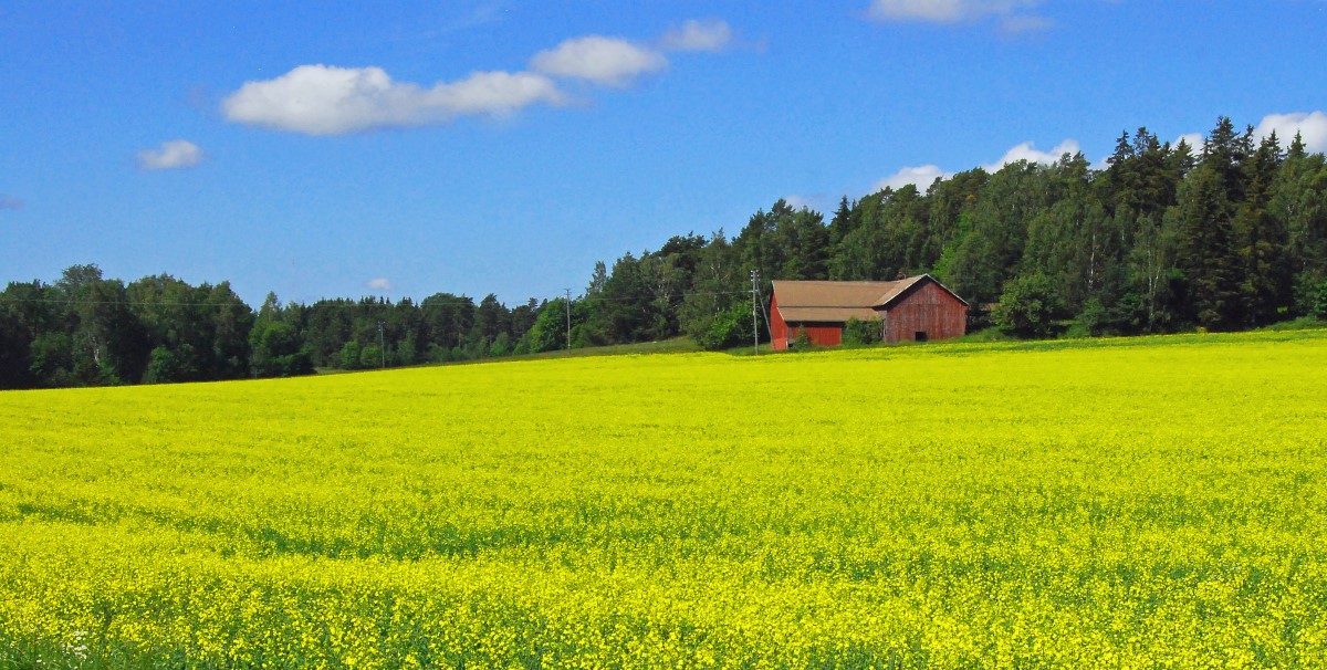 Field of Yellow Rapeseed in Finland