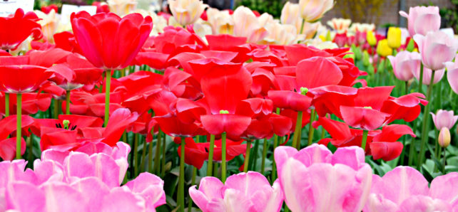 Tulips at Keukenhof Gardens in Holland