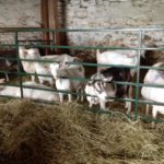 Peterborough, Ontario - Cross Wind Farm Goats