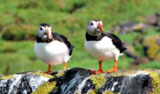 Journey to St. Kilda – What I do for Puffins