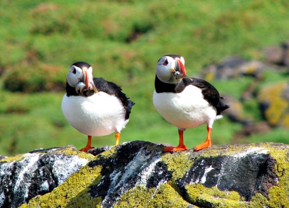 Puffins in the Outer Hebrides