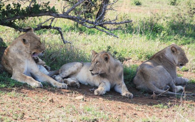 Lions Resting in the Shade at Phinda Private Game Reserve | Full width ...