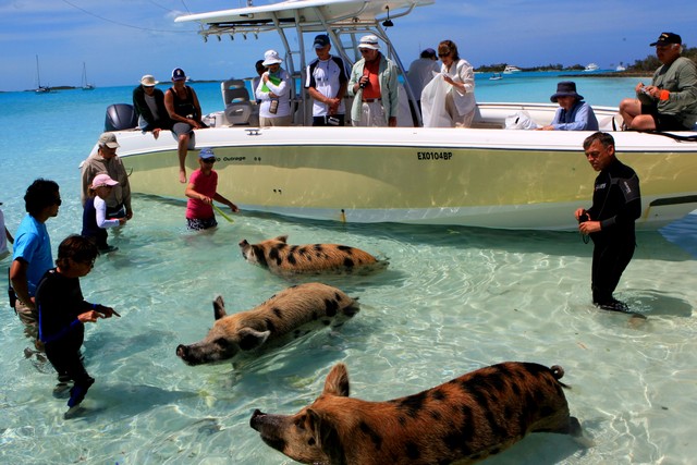 Swimming with pigs in the Bahamas