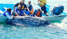 Whale Watching Excursion in Magdalena Bay